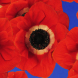 poppies-kids-adults-relaxation-sensory-main-location1