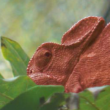 Chameleon