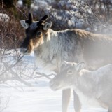 Deer on McKinley