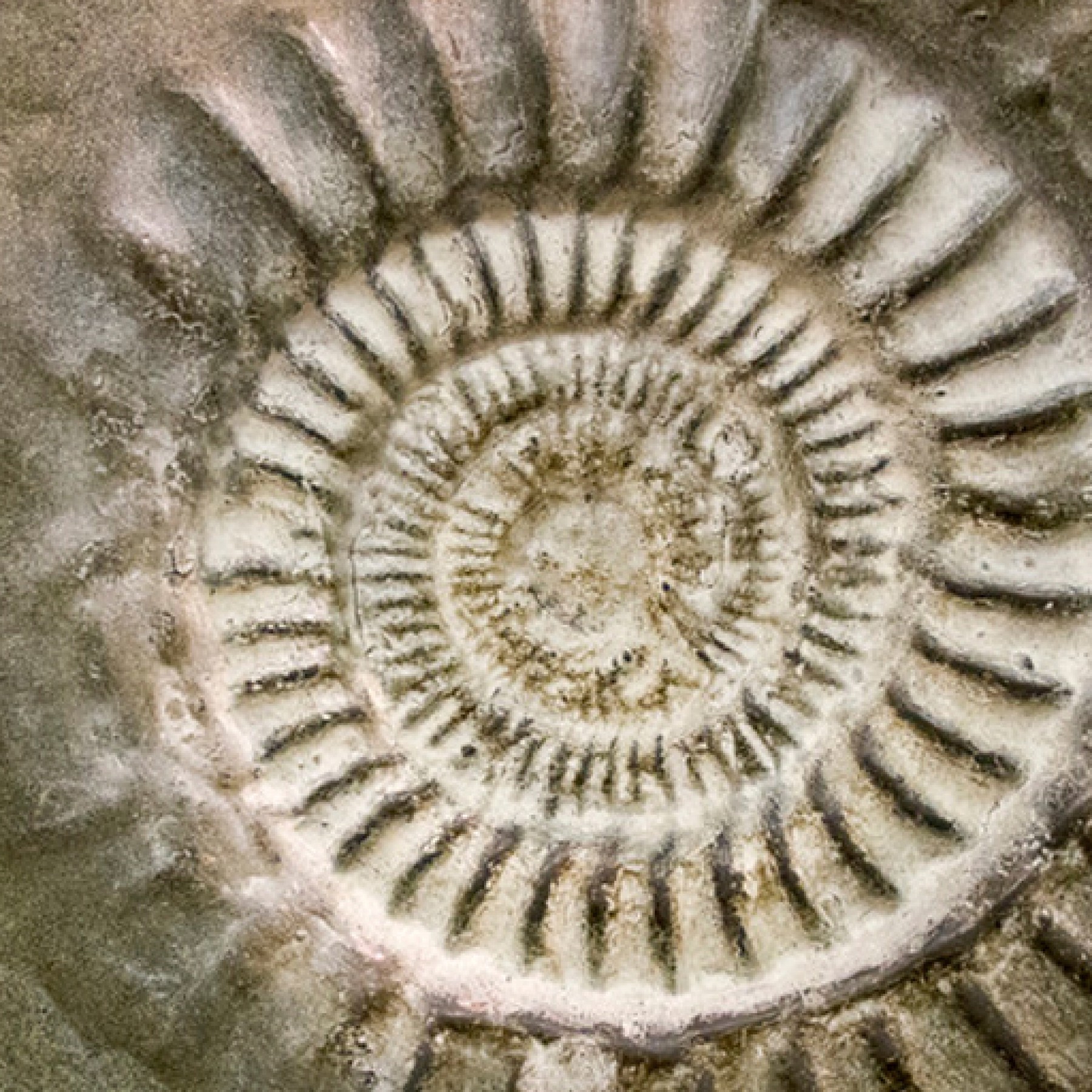 fossil-discovery-history-travel-adventure-kids-adults-science-tech-education-main-location1