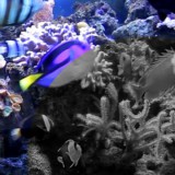 aquarium-kids-adults-relaxation-science-tech-sensory-main-location1